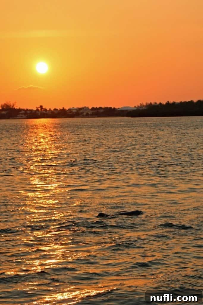 Sanibel Island: Florida's Picture-Perfect Escape 8 Sunset over dolphins in the water