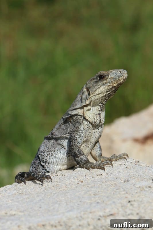 An Idyllic Photo Journey Isla Holbox Mexico 9 Iquana on a rock