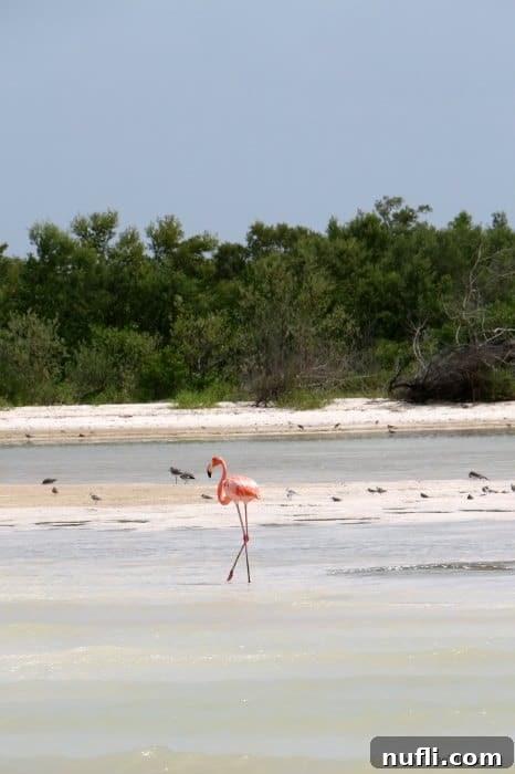 Capturing the Magic of Isla Holbox Mexico 3 Flamingo in shallow water