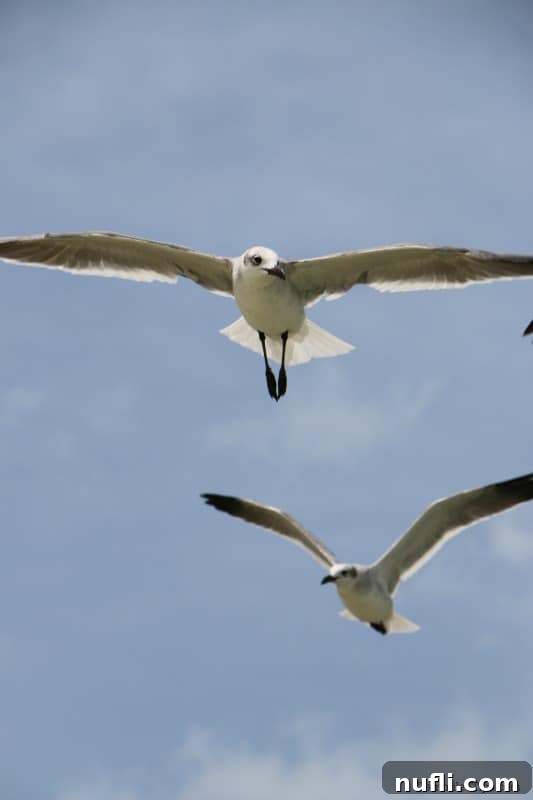 An Idyllic Photo Journey Isla Holbox Mexico 7 seagulls flying overhead