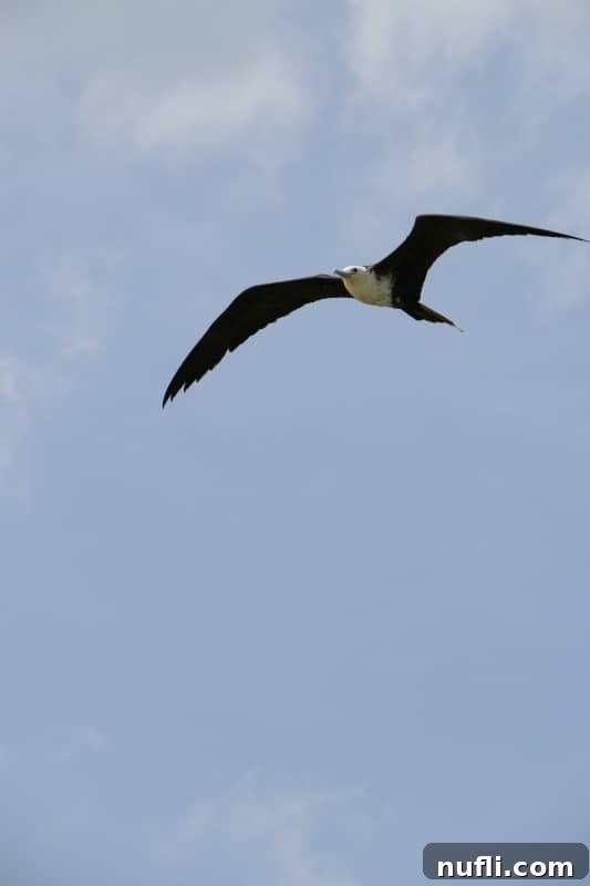 Capturing the Magic of Isla Holbox Mexico 8 Magnificent Frigatebird flying overhead