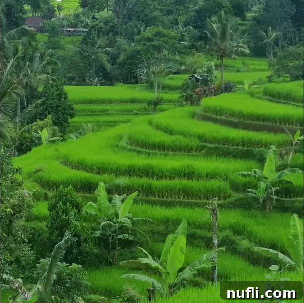 Terraced rice fields in Bali