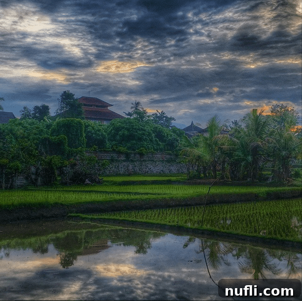 Sunrise over rice fields