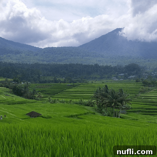 Terraced rice fields in bali with mountains behind them 