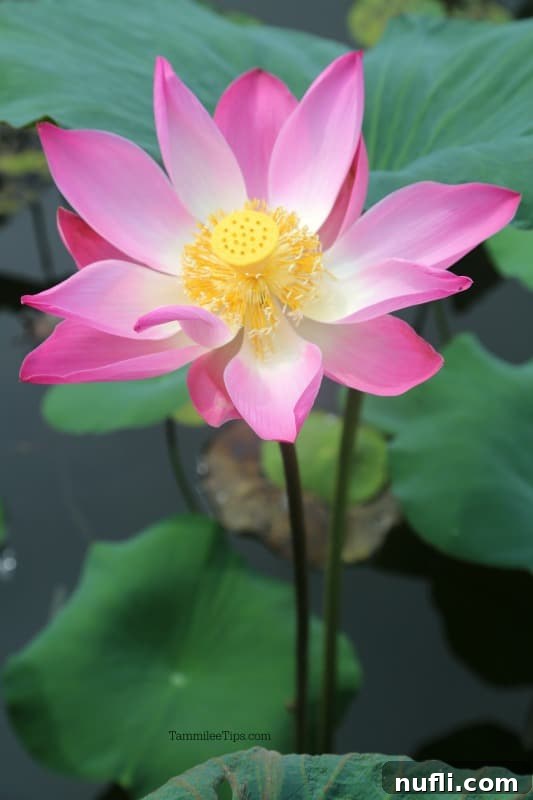 From Latte to Lotus Ubud's Starbucks and Saraswati 3 Vibrant pink lotus flower blooming in a tranquil pond