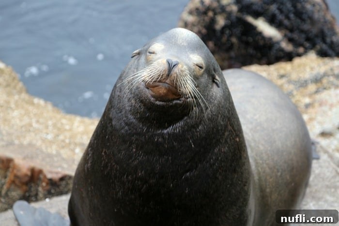 Seal sitting on a rock with its eyes closed 