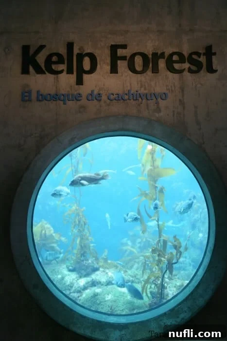 Kelp Forest with a looking glass into the aquarium and fish swimming by