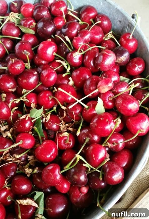 Waterfall Splendor and Hood River Orchard Delights 5 Cherries in a bowl