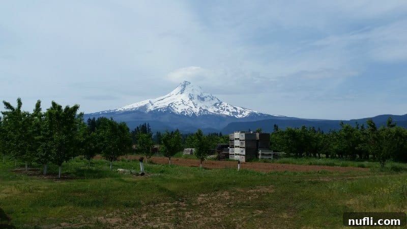 Mount hood in the distance over trees