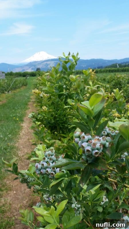 Waterfall Splendor and Hood River Orchard Delights 8 gorgeous plants in rows leading towards Mount Hood