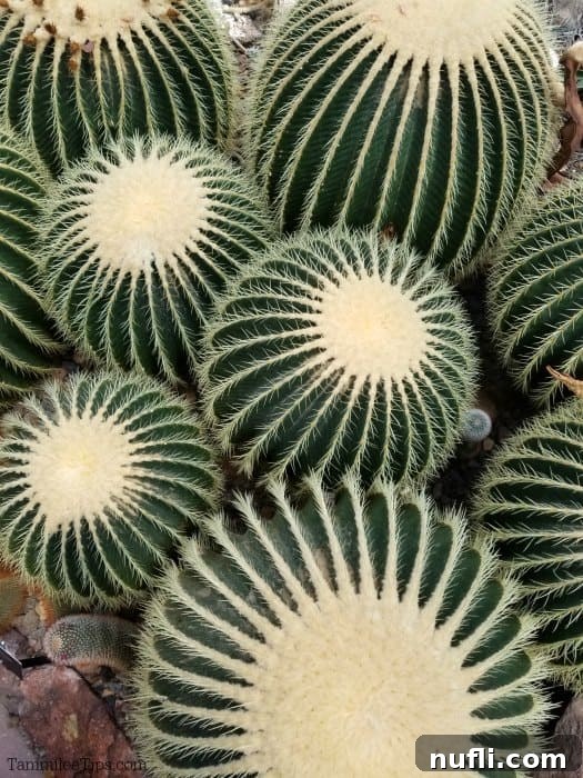 Meijer Gardens Grand Rapids Art and Nature Escape 4 Close-up of various cacti and succulents with sharp spines, showcasing desert flora.