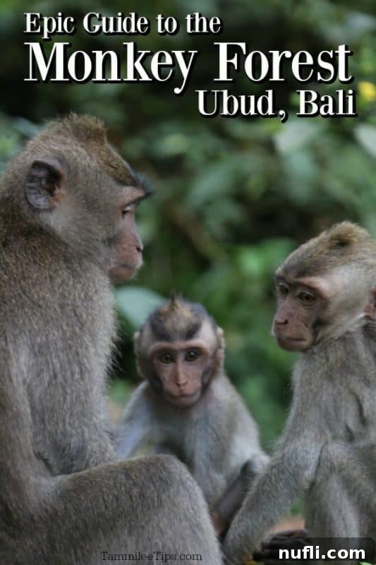 Three playful monkeys in the lush Ubud Monkey Forest in Bali, an essential travel guide