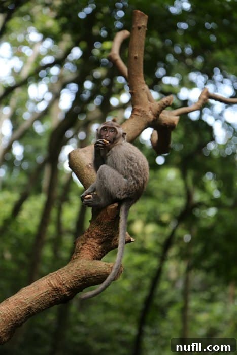 A curious monkey perched calmly in a tree in the Sacred Monkey Forest in Ubud, Bali