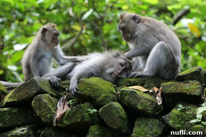 Two monkeys grooming another on a rock in the peaceful Ubud Monkey Forest, Bali