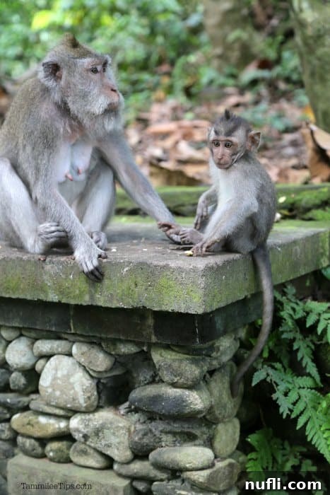 A monkey with its baby sitting on an ancient stone sculpture in the Monkey Forest, Ubud