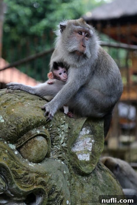 A monkey with a baby sitting beside ancient stairs in the spiritual Ubud Monkey Forest