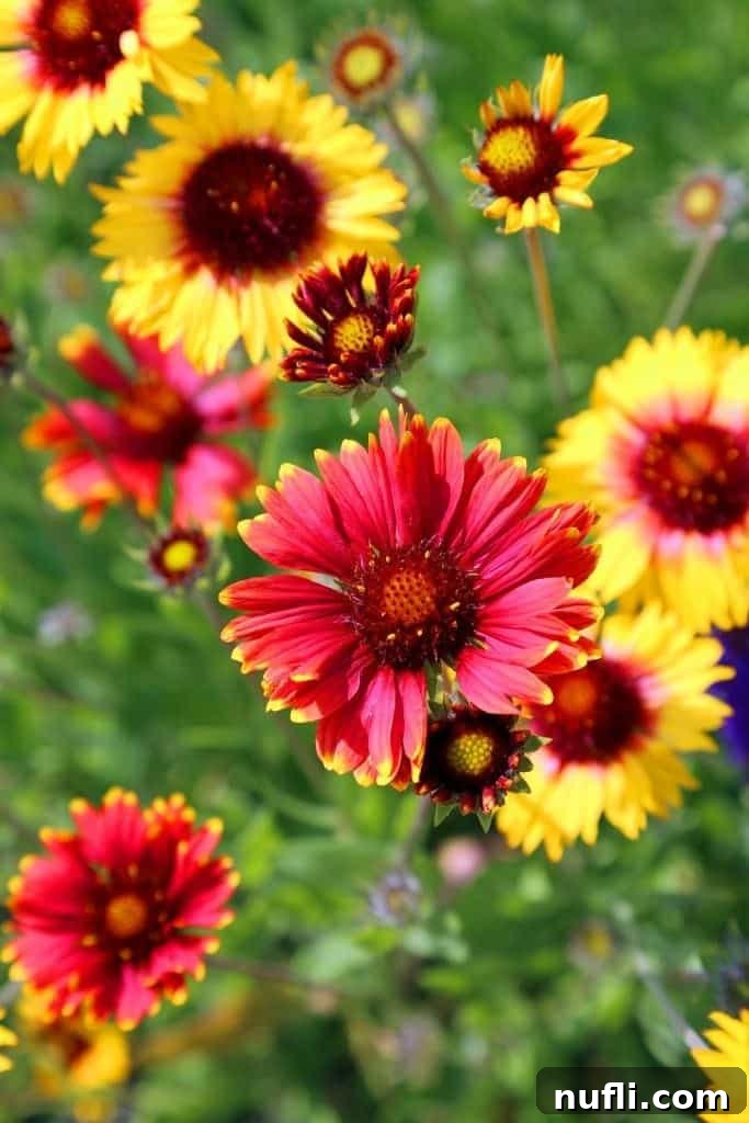 Beautiful flowers at Kingsbrae Gardens