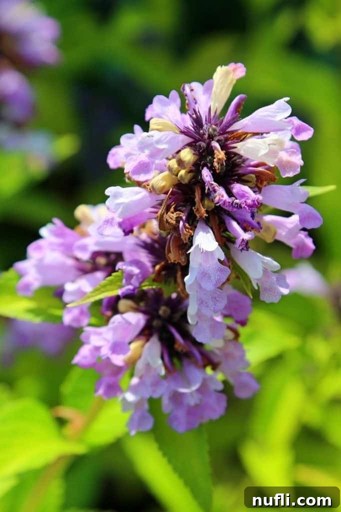 Purple Flowers at Kingsbrae Gardens