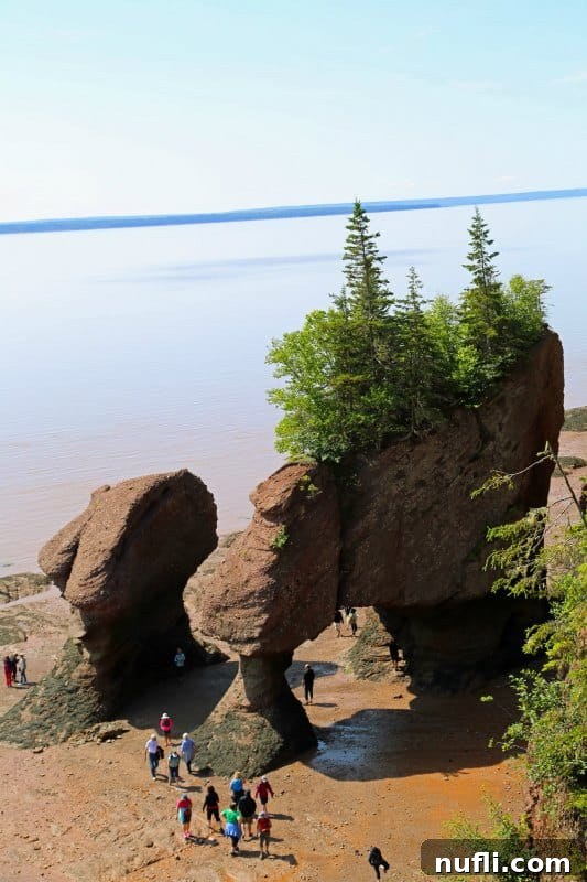 Visitors exploring the exposed ocean floor around Hopewell Rocks at low tide, with towering rock formations in the background.