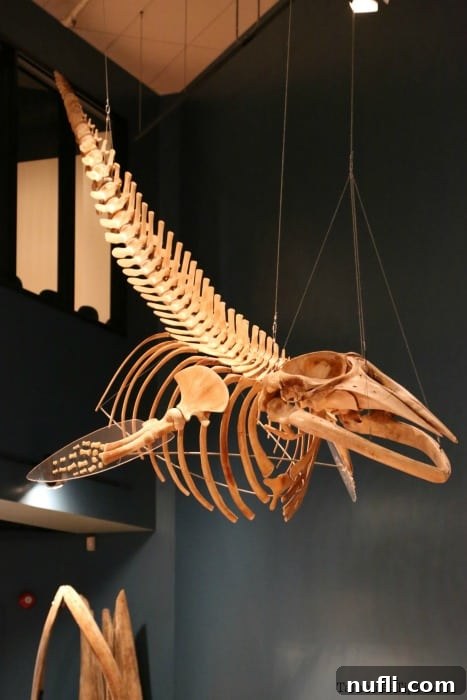 A magnificent whale skeleton hanging from the ceiling inside the New Brunswick Museum, a highlight of its natural history exhibits.