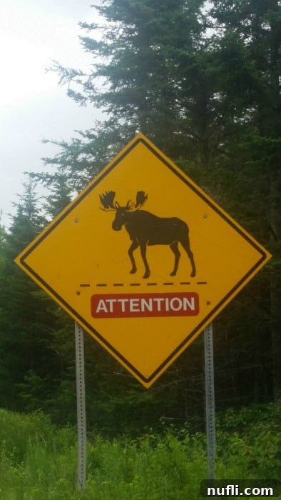 An official road sign warning drivers about moose, highlighting the natural wildlife found in areas like Irving Nature Park.