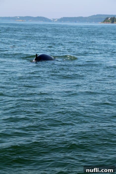 Minke whale emerging from the Bay of Fundy waters near St. Andrews